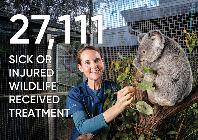 Infographic of how many wildlife were treated at RSPCA Queensland.